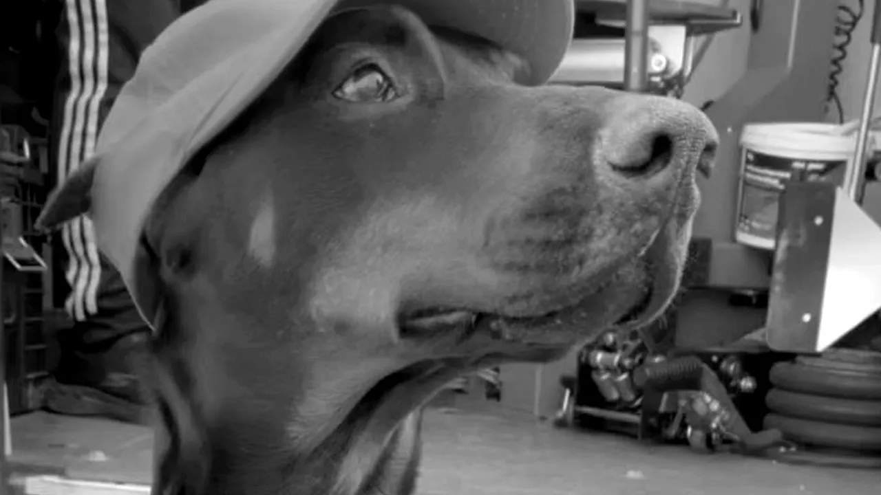 Prime — doberman w odblaskowej kamizelce, maskotka mobilnego serwisu opon PRIME