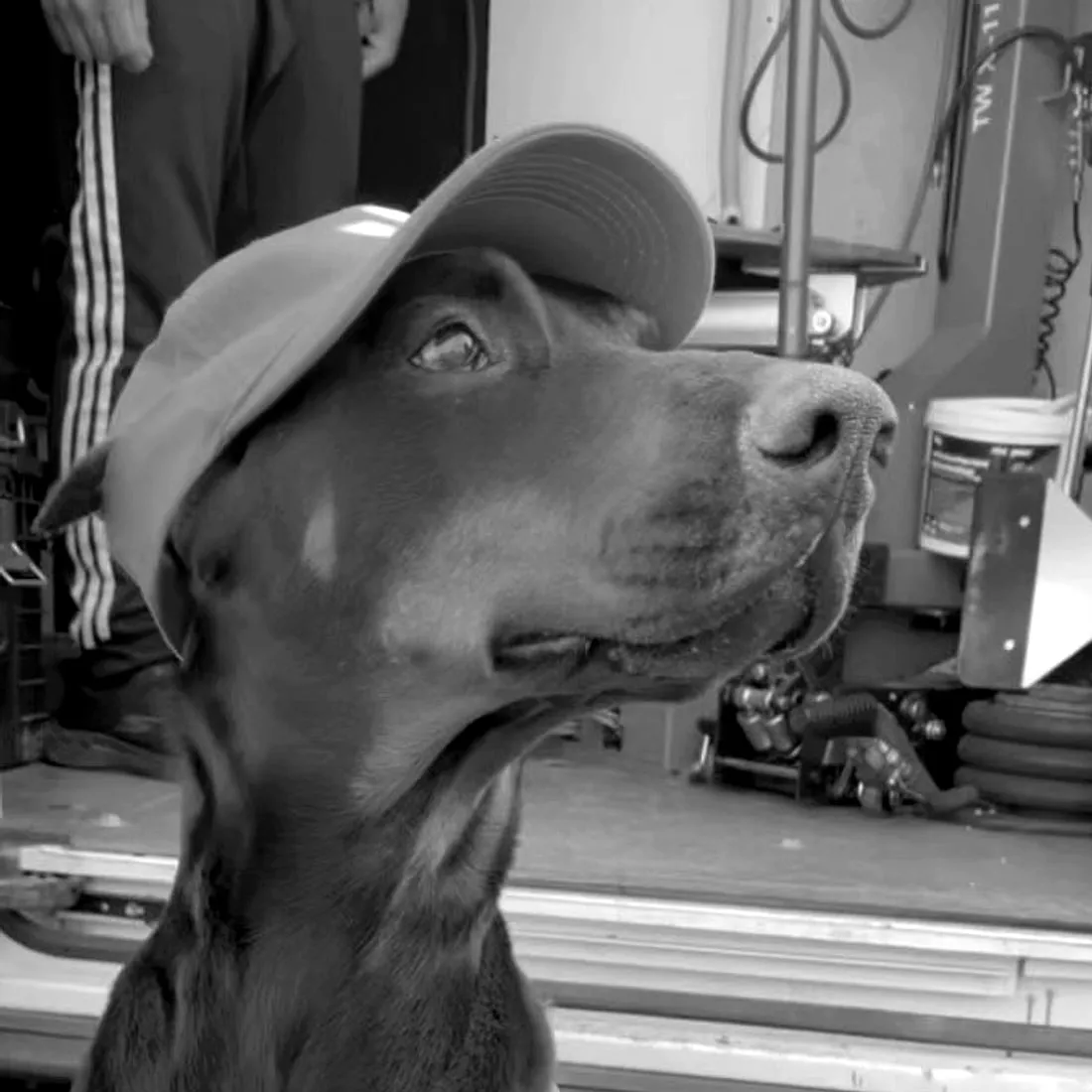Prime, doberman w kamizelce i czapce — maskotka serwisu